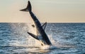 Jumping Great White Shark. Breaching in attack. Scientific name: Carcharodon carcharias. South Africa Royalty Free Stock Photo