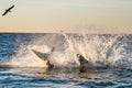 Jumping Great White Shark. Breaching in attack. Scientific name: Carcharodon carcharias. South Africa Royalty Free Stock Photo