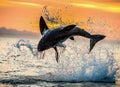 Jumping Great White Shark. Great White Shark breaching in attack