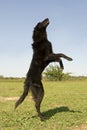 Jumping groenendael Royalty Free Stock Photo