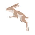 Jumping Hare or Jackrabbit as Swift Animal with Long Ears and Grayish Brown Coat Vector Illustration