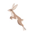 Jumping Hare or Jackrabbit as Swift Animal with Long Ears and Grayish Brown Coat Vector Illustration