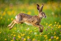Jumping Hare in Spring Meadow Royalty Free Stock Photo