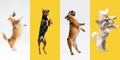 Stylish dogs posing. Cute doggies or pets happy. The different purebred puppies. Creative collage isolated on
