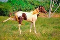 Jumping horse ,Kicking Horse on ground,horse Kicking,white brown horse  Kicking beautiful view Royalty Free Stock Photo