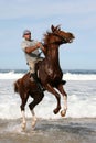 Jumping Horse in sea Royalty Free Stock Photo