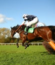 Jumping horses Royalty Free Stock Photo