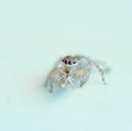 Jumping house spider on minimalist background