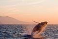 Jumping humpback whale