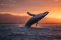 Jumping humpback whale gracefully breaches the surface of water during sunset in Madagascar Royalty Free Stock Photo