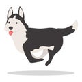 Jumping husky icon cartoon vector. Siberian dog