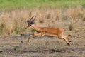 Jumping impala ram Royalty Free Stock Photo