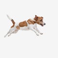 Jack Russell Terrier, isolated on white Royalty Free Stock Photo