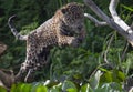 Jumping Jaguar. Green natural background. Panthera onca. Natural habitat. Cuiaba river, Brazil