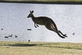 Jumping kangaroo Royalty Free Stock Photo