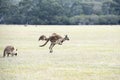 Jumping kangaroo at dawn in Kangaroo Island, South Australia Royalty Free Stock Photo