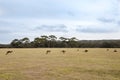 Jumping kangaroos at dawn Royalty Free Stock Photo