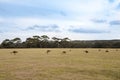 Jumping kangaroos at dawn Royalty Free Stock Photo