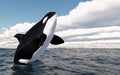 Jumping killer whale Royalty Free Stock Photo