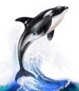 Jumping killer whale Royalty Free Stock Photo