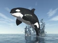 Jumping killer whale in the open sea Royalty Free Stock Photo