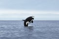 Jumping killer whale