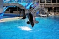 Jumping killer whale in San Diego Royalty Free Stock Photo