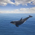 Jumping killer whale Royalty Free Stock Photo