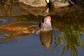 A jumping koi fish, Cyprinus carpio in close-up