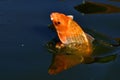 A jumping koi fish, Cyprinus carpio in close-up