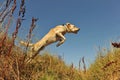 Jumping labrador