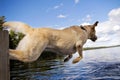 Jumping labrador