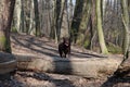 Jumping Labrador