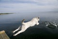 Jumping Labrador Retriever Royalty Free Stock Photo