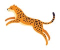 Jumping Leopard as Wild Cat with Long Spotted Body Vector Illustration