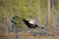 Jumping male Black Grouse at swamp courting place early in the m