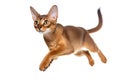 Jumping Moment, Abyssinian Cat On White Background Royalty Free Stock Photo