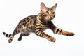 Jumping Moment, Bengal Cat On White Background