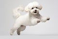 Jumping Moment, Bichon Frise Dog On White Background