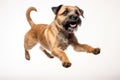 Jumping Moment, Border Terrier Dog On White Background Royalty Free Stock Photo