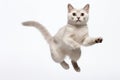 Jumping Moment, Burmilla Cat On White Background