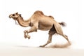 Jumping Moment, Camel On White Background