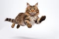 Jumping Moment, Cat On White Background