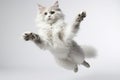 Jumping Moment, Cat On White Background