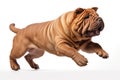 Jumping Moment, Chinese Shar Pei Dog On White Background