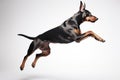 Jumping Moment, Doberman Pinscher Dog On White Background