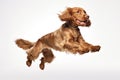 Jumping Moment, English Cocker Spaniel Dog On White Background Royalty Free Stock Photo
