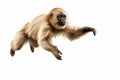 Jumping Moment, Gibbon On White Background