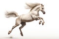 Jumping Moment, Horse On White Background