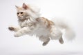 Jumping Moment, Laperm Cat On White Background